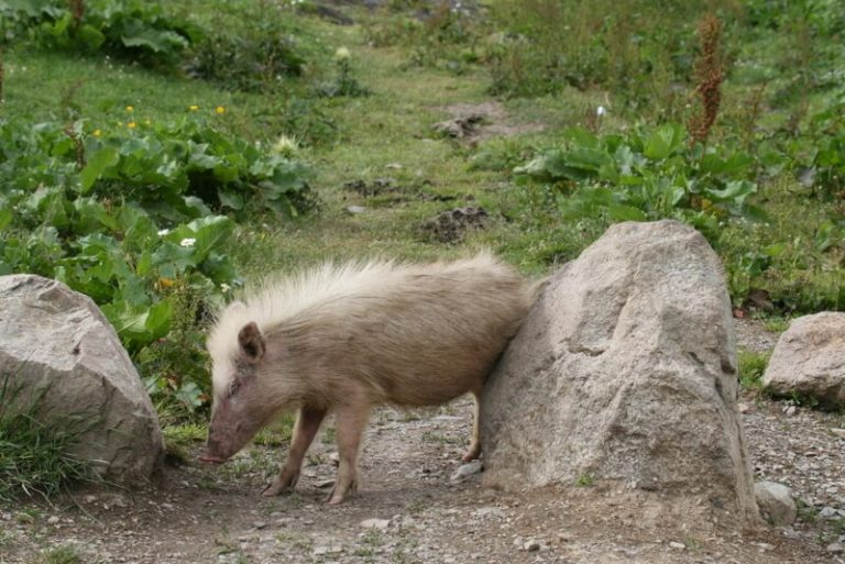 Day 57 There are small half-wild pigs that have coarse hairy mohicans along their backs.