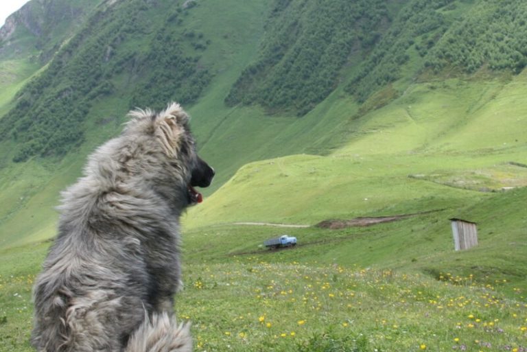 Day 57 Ushguli, Big Dog, as I have called him, sits with his back to me looking at the mountains as I gaze down at the towers in the village of stone.