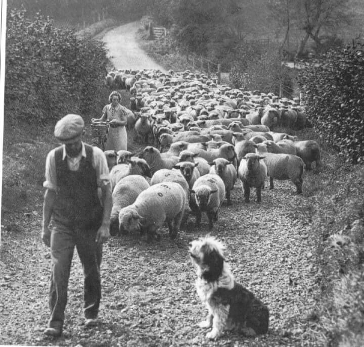 Gabriel watched his flock