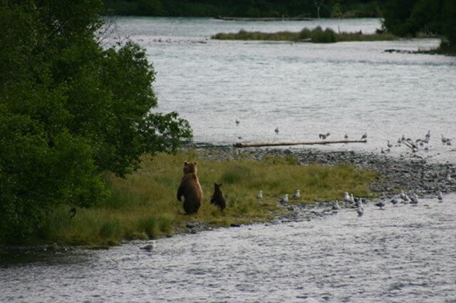 Day 21 There on the far bank is a grizzly, close enough to be stunning and far enough away to be safe. As we watch her, the cubs come out of the undergrowth.