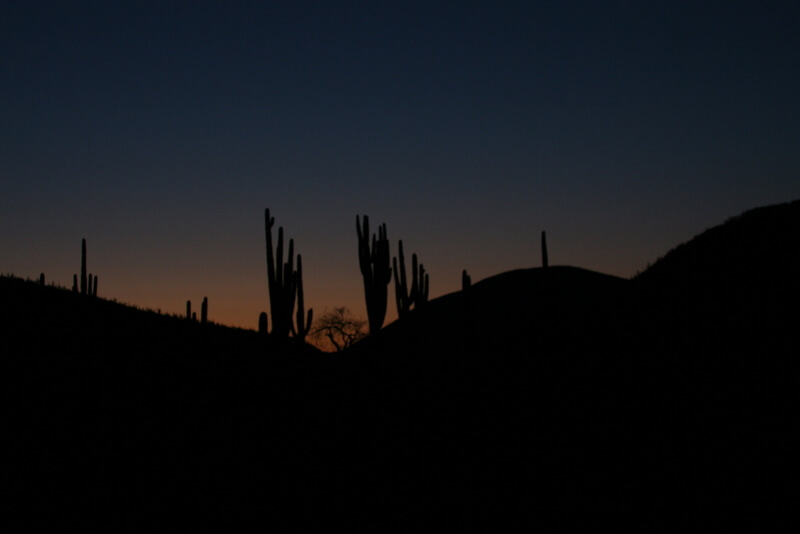 Day 49 I woke I drank water and now, at first light, there’s not a trace of a hangover. I get up for some silhouetted cactus sunrise shots.