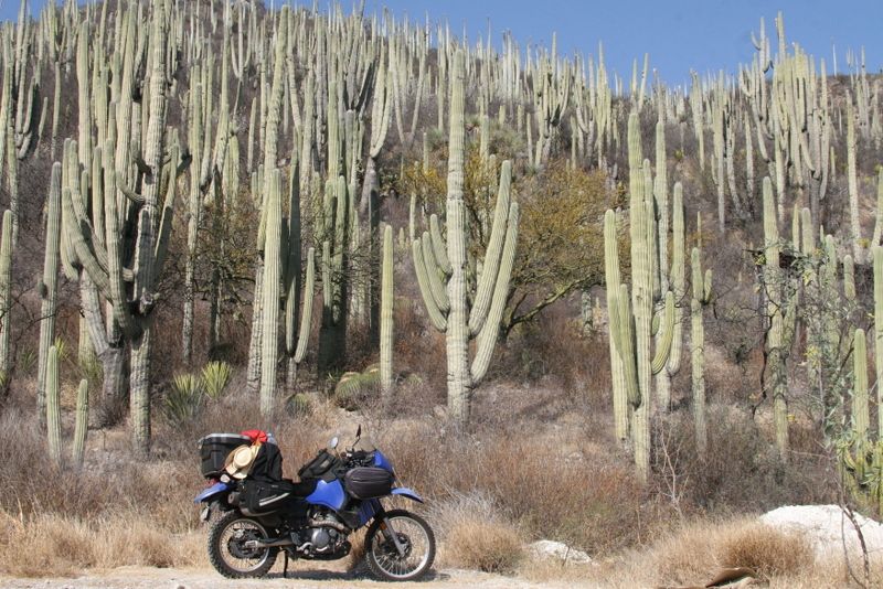 mexico cactus desert